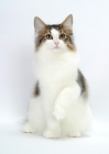 Picture of Norwegian Forest cat, one leg up