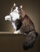 Picture of Norwegian Forest Cat, one paw up
