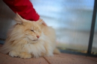 Picture of norwegian forest cat petted by his owner