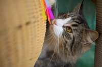 Picture of norwegian forest cat playing with a cat toy