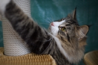 Picture of norwegian forest cat playing with a scratchpost