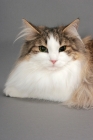 Picture of Norwegian Forest cat portrait on grey background, brown mackerel tabby & white