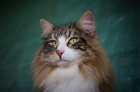 Picture of Norwegian Forest Cat portrait, international champion Quadzilla's Sirius 