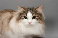 Picture of Norwegian Forest cat portrait on grey background, brown mackerel tabby & white