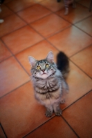 Picture of Norwegian Forest Cat, Quadzilla's Taiji sitting on the floor an looking up