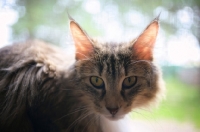 Picture of norwegian forest cat resting on a window sill