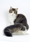 Picture of Norwegian Forest cat showing her fluffy tail