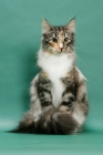 Picture of Norwegian Forest cat, Silver Classic Torbie & White colour, sitting on green background