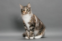 Picture of Norwegian Forest cat, Silver Classic Torbie & White colour