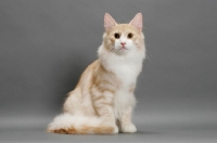 Picture of Norwegian Forest Cat sitting down, Cream Mackerel Tabby & White