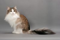 Picture of Norwegian Forest cat sitting down on grey background, brown mackerel tabby & white