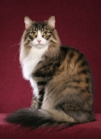 Picture of Norwegian Forest Cat sitting on red background