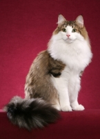 Picture of Norwegian Forest Cat sitting on burgundy background
