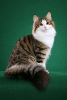 Picture of Norwegian Forest Cat, sitting on green background