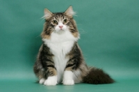 Picture of Norwegian Forest Cat sitting on green background