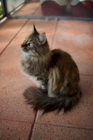 Picture of norwegian forest cat sitting with tail wrapped 