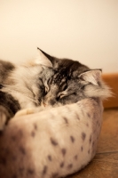 Picture of Norwegian Forest Cat sleeping