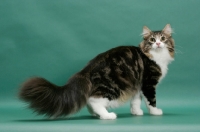 Picture of Norwegian Forest Cat standing on green background