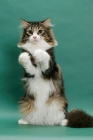 Picture of Norwegian Forest Cat standing on hind legs, on green background