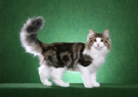 Picture of Norwegian Forest Cat standing on green background