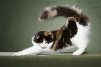 Picture of Norwegian Forest Cat stretching