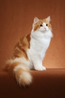 Picture of Norwegian Forest Cat