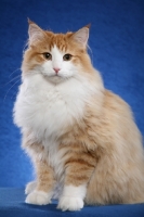 Picture of Norwegian Forest Cat