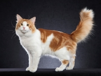 Picture of Norwegian Forest Cat