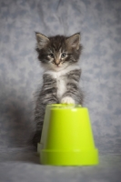 Picture of norwegian forest kitten balancing on a green vase