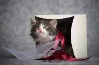 Picture of norwegian forest kitten coming out from a gift box