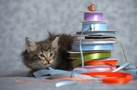 Picture of norwegian forest kitten crouched behind a pile of colored ribbons