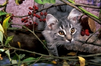 Picture of norwegian forest kitten exploring