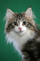 Picture of Norwegian Forest kitten head study