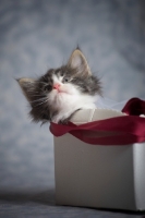 Picture of norwegian forest kitten inside a gift box, looking out