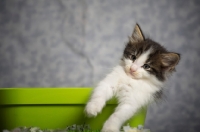 Picture of norwegian forest kitten popping out from a green vase