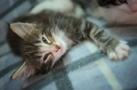 Picture of norwegian forest kitten resting on a blanket