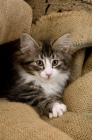 Picture of norwegian forest kitten, silver tabby and white colour