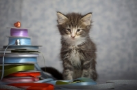 Picture of norwegian forest kitten sitting near colored ribbons