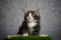 Picture of norwegian forest kitten sitting on a plastic grass