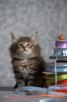 Picture of norwegian forest kitten sitting near colored ribbons