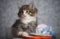 Picture of norwegian forest kitten sitting inside a box