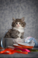 Picture of norwegian forest kitten sitting inside a box with colored ribbons all around
