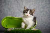 Picture of norwegian forest kitten sitting inside a green vase
