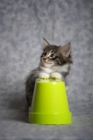 Picture of norwegian forest kitten with front paws on a green vase