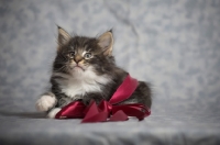 Picture of norwegian forest kitten wrapped in a red ribbon