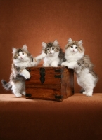 Picture of Norwegian Forest kittens on a box
