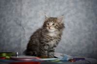 Picture of norwegian forest kitten