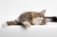 Picture of Norwegian Forest lying down, Brown Mackerel Tabby & White