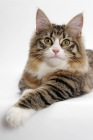 Picture of Norwegian Forest lying down, Brown Mackerel Tabby & White