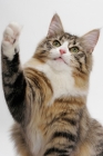 Picture of Norwegian Forest one leg up, Brown Mackerel Tabby & White